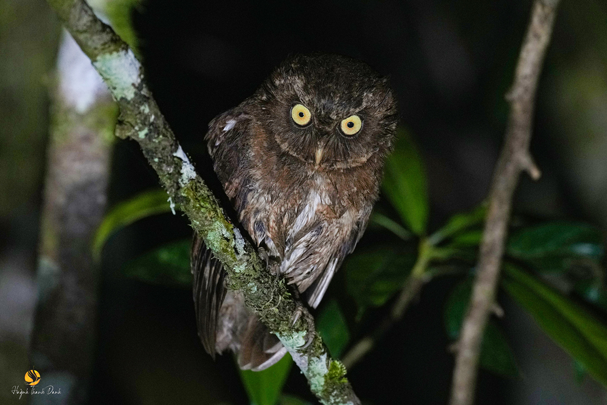 Cú mèo Latusơ (Mountain scops owl)