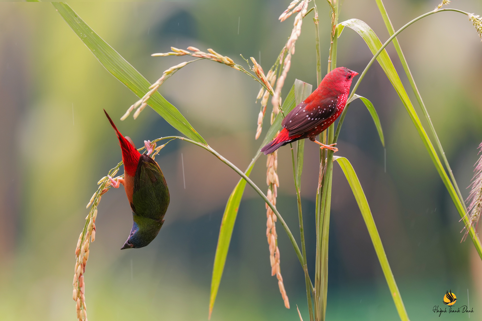 Chim Di xanh và Mai hoa